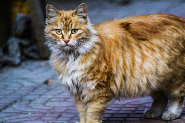 Side view portrait of cat standing on footpath