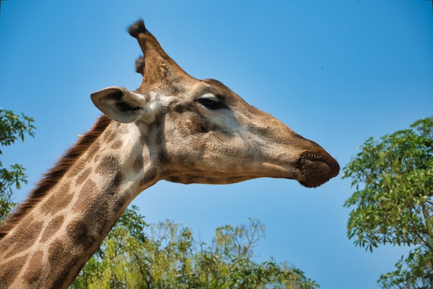 Premium Photo | Side view portrait of natural giraffe head in blue sky