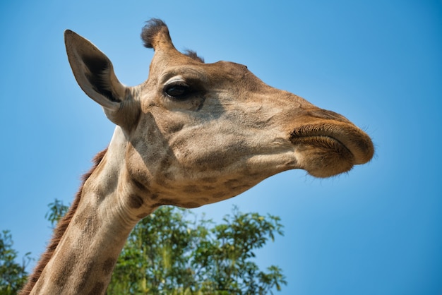 Side view portrait of natural giraffe head in blue sky