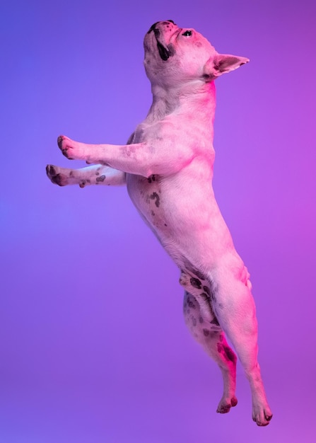 Vista laterale ritratto di cane di razza bulldog che salta isolato su sfondo studio in luce viola rosa sfumata al neon