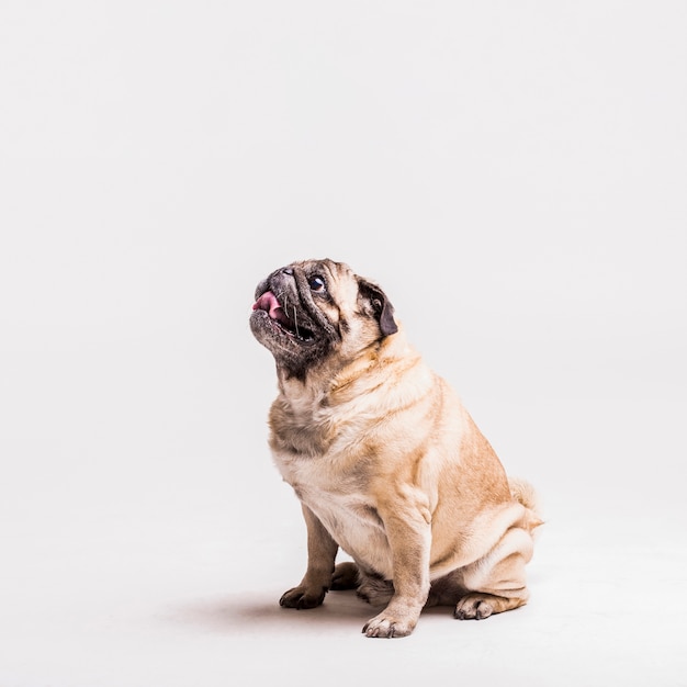 Photo side view of pug dog sticking out tongue sitting against white background