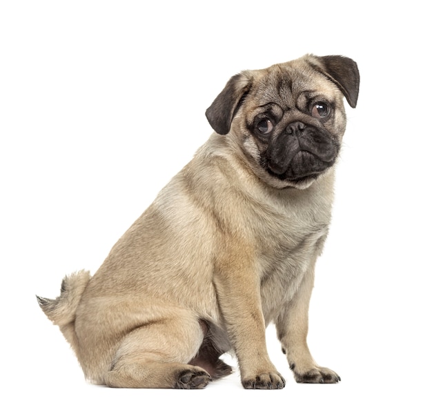 Side view of a pug sitting, isolated on white