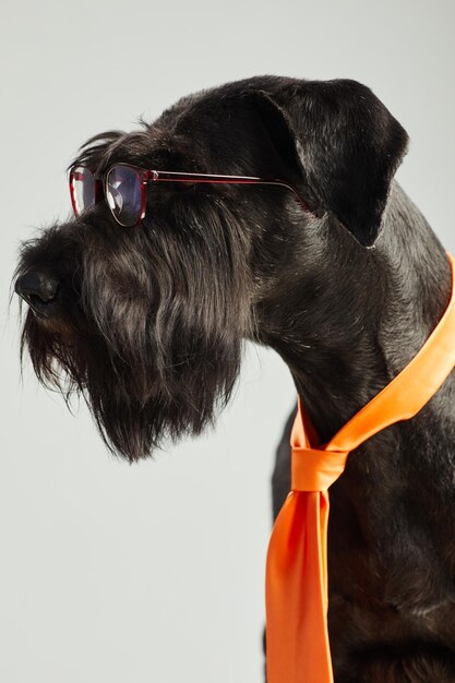 Vista laterale del cane nero di razza pura con occhiali trasparenti e cravatta arancione su sfondo bianco