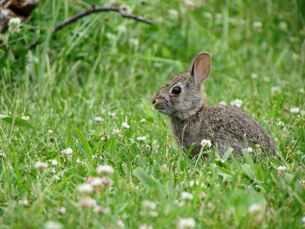 Side view of rabbit sitting on field amidst plants