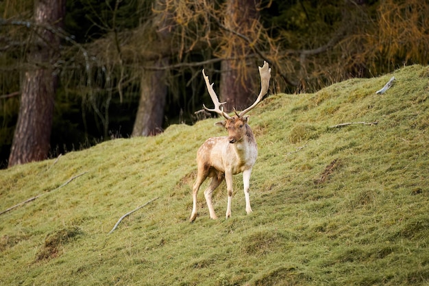 Side view of a red deer stag facing the camera with new growing antlers The sunlit wildlife mammal has brown fur and vivid orange velvet The herbivore is watching attentively in the field