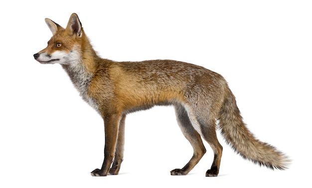 Side view of Red Fox, standing