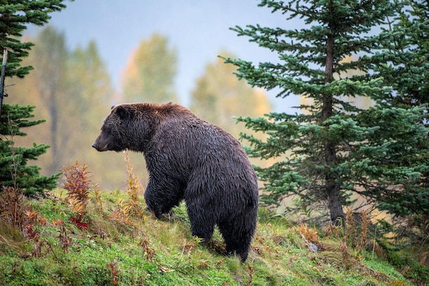 Foto vista laterale di un rettile nella foresta