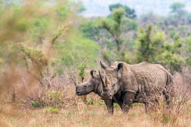 Photo side view of rhinoceros standing on field