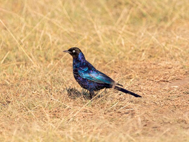 Photo side view of a ruppells starling on land