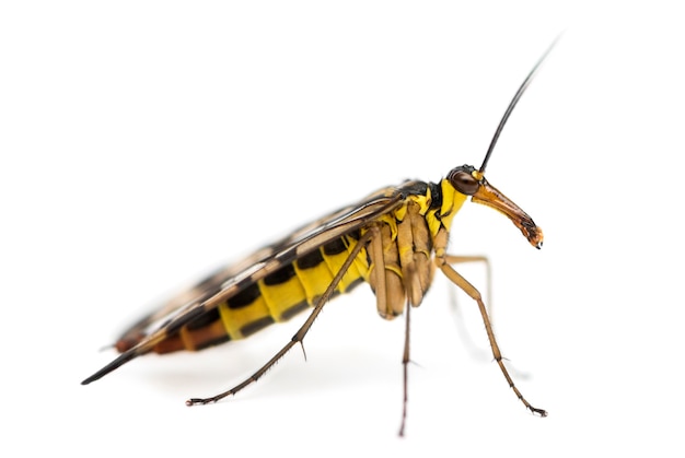 Side view of a Scorpionfly