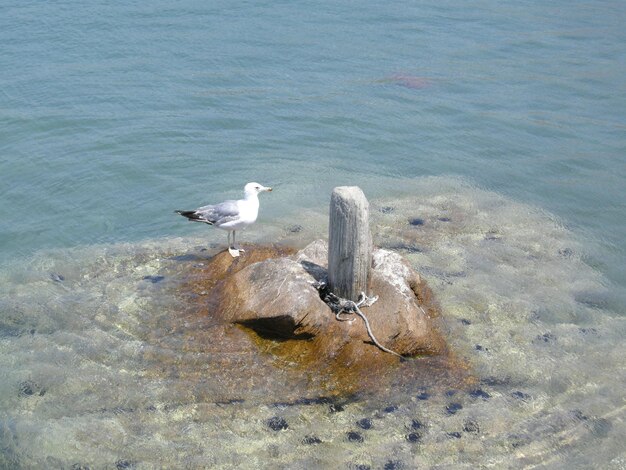 Foto vista laterale di un gabbiano in acqua