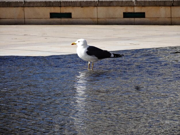 Side view of seagull