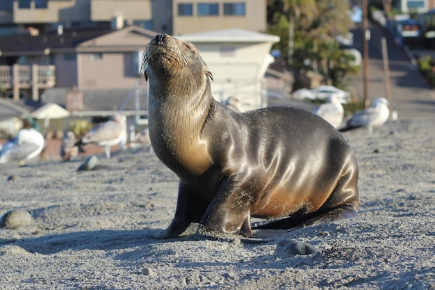 Вид сбоку тюленя на песке