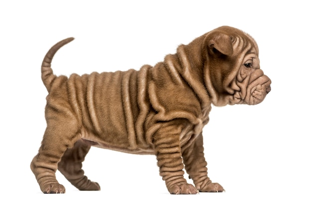 Side view of a Shar Pei puppy standing isolated on white