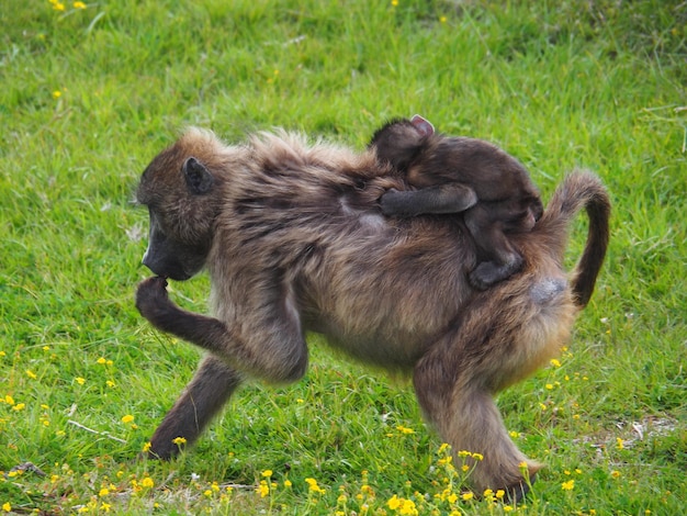 Foto veduta laterale delle pecore sul campo