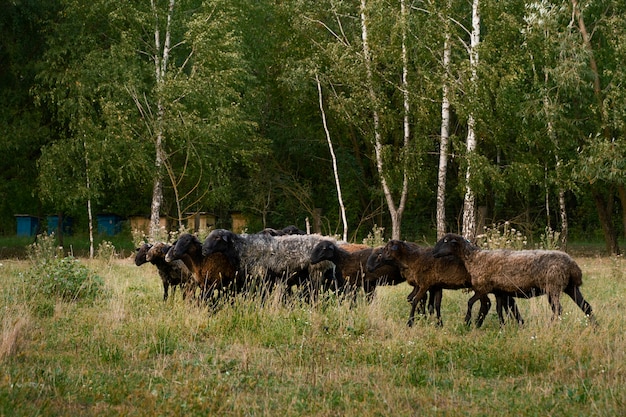 Side view sheep herd in nature