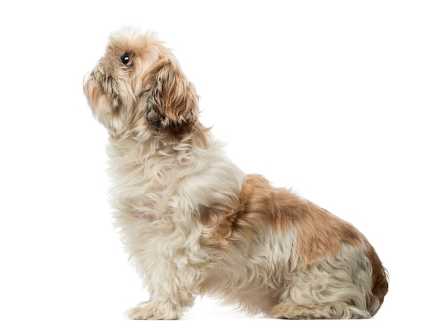 Side view of a Shih Tzu sitting, looking up