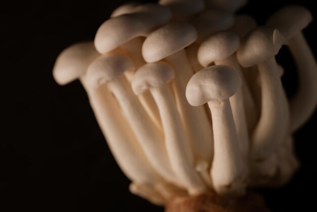 Photo side view of shimeji mushrooms