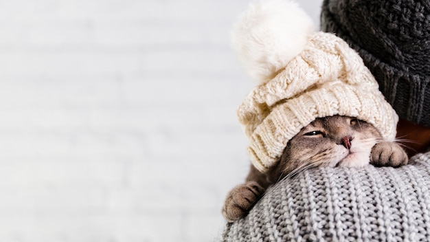 Photo side view small kitten with fur cap