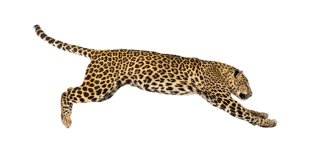 Side view of a spotted leopard leaping panthera pardus isolated on white