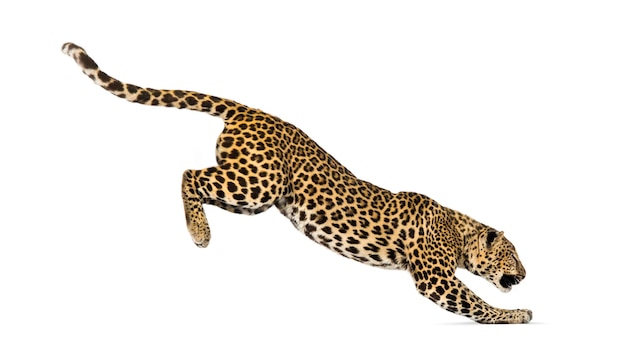 Side view of a spotted leopard leaping panthera pardus isolated on white