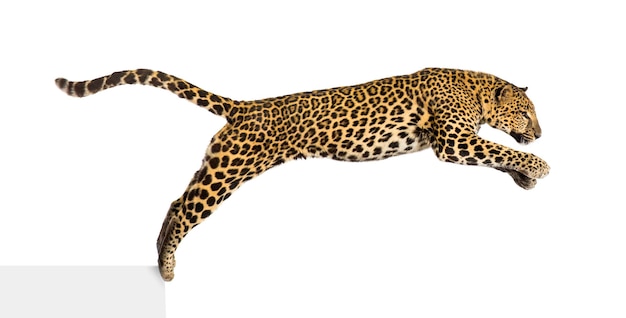 Side view of a spotted leopard leaping panthera pardus isolated on white