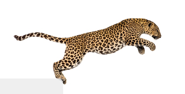 Side view of a spotted leopard leaping panthera pardus isolated on white