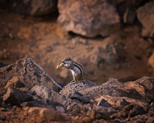 Photo side view of squirrel eating peanut on rock