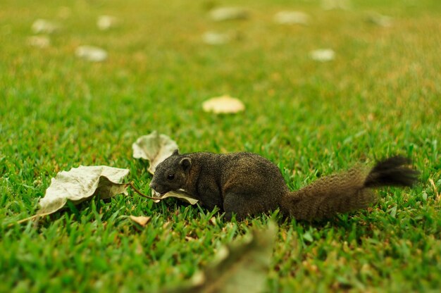 Side view of squirrel on field