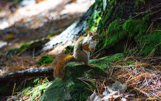 Side view of squirrel on rock