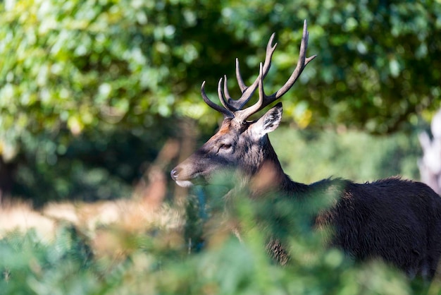 Photo side view of stag in the wild