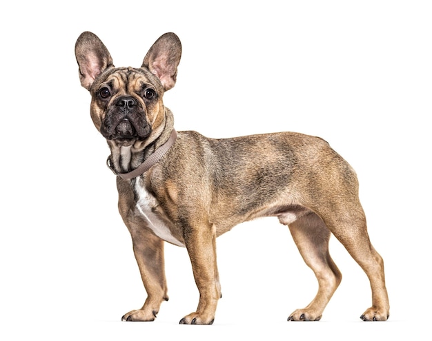 Side view on a standing brown French bulldog isolated on white