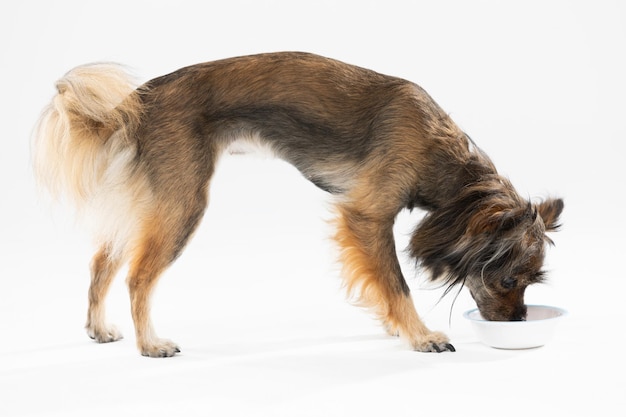 Foto vista laterale di un cane in piedi che beve acqua dalla sua ciotola