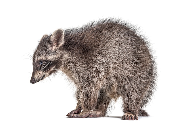 Side view of a standing Young Raccoon, isolated