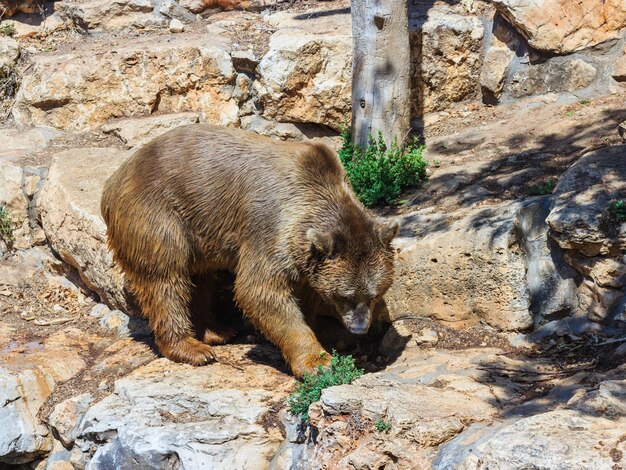 Foto vista laterale dell'orso bruno siriano sulle rocce