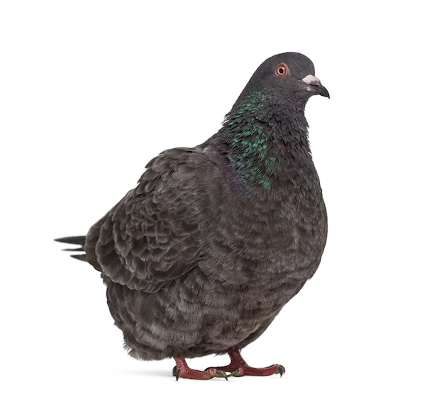 Side view of a Texan pigeon isolated on white