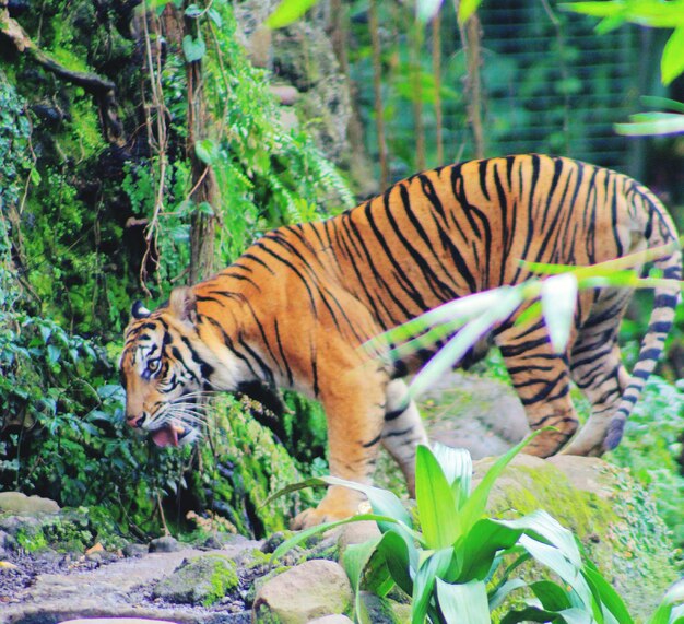 Photo side view of tiger against plants