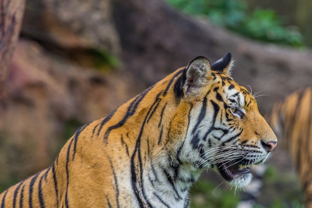 Вид сбоку лица тигра, природа