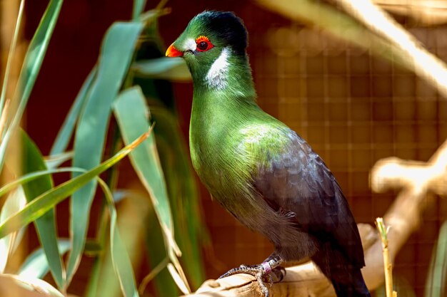 Side view of turaco bird perching on branch