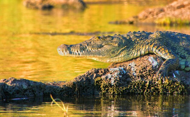 Photo side view of a turtle in lake