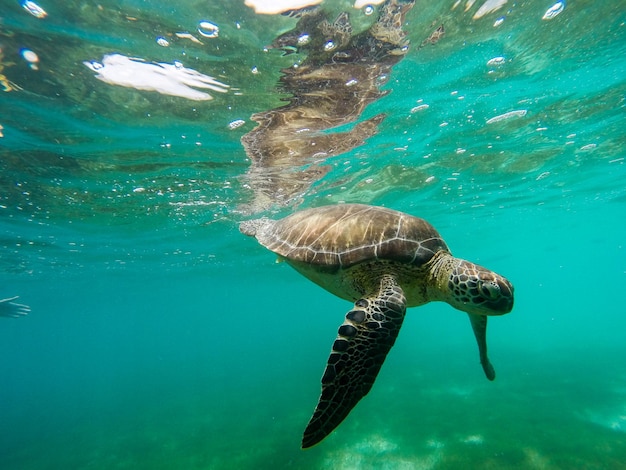 Side view of a turtle underwater