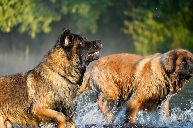 Photo side view of two dogs