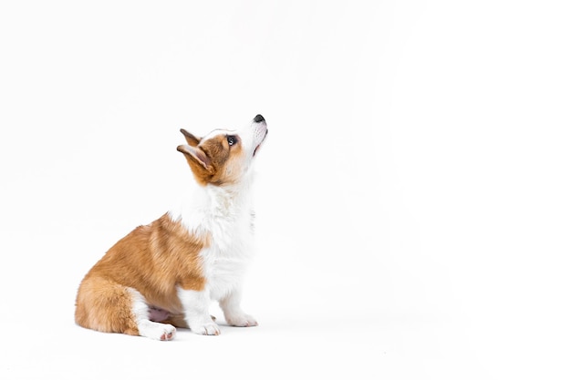 Side view van een kleine Pembroke Welsh Corgi puppy die zit en opkijkt geïsoleerd op een witte achtergrond Gelukkige kleine hond Concept van zorg dierenleven gezondheid show hondenras