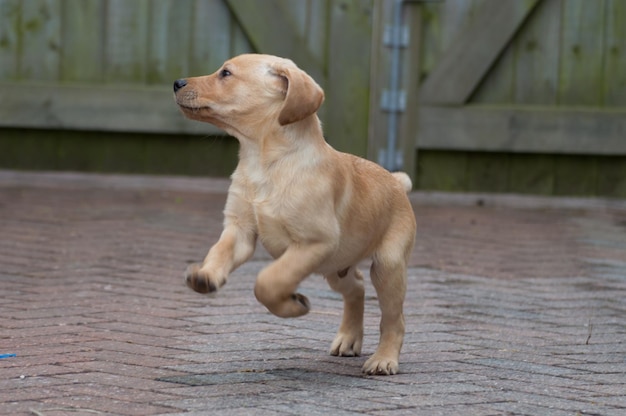 Foto side view van een labrador puppy die speelt