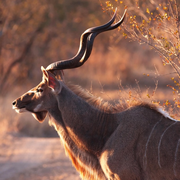 Foto side view van kudu die 's morgens in het bos staat