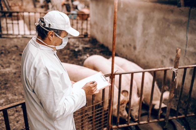 Side view of veterinarian in white coat, mask and hat holding clipboard and checking on pigs while standing next to cote.