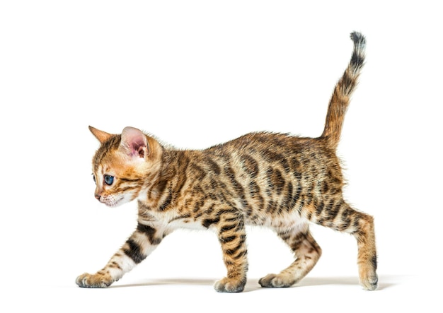 Side view of a walking bengal cat kitten six weeks old isolate