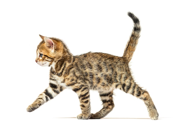 歩いているベンガル猫の子猫のサイドビュー6週年齢の子猫は白で孤立しています