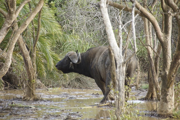 Side view of waterbuffalo standing by tree