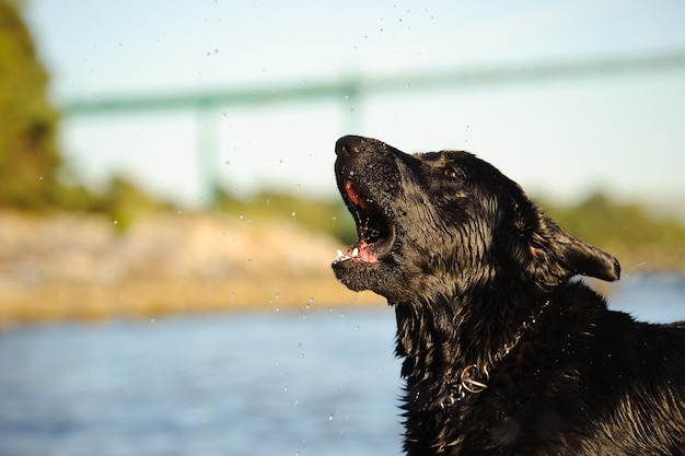 Side view of wet black dog against clear sky